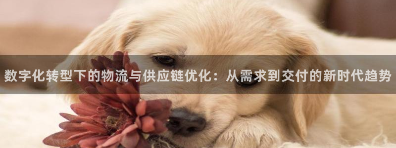 超凡国际的自行车：数字化转型下的物流